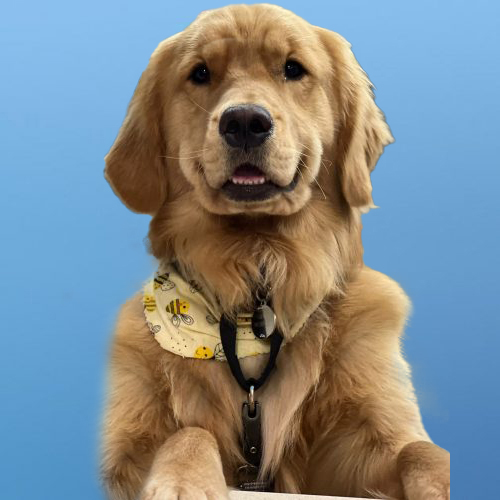finn, store mascot
